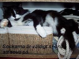 katt